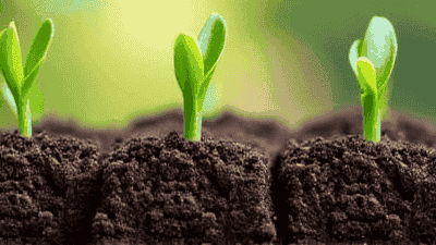 Basic Fertilization Techniques in Flower Horticulture