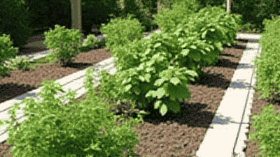 Best Family Vegetable Garden Design Guide