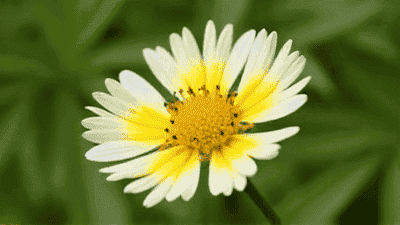 Common flower diseases and their prevention measures