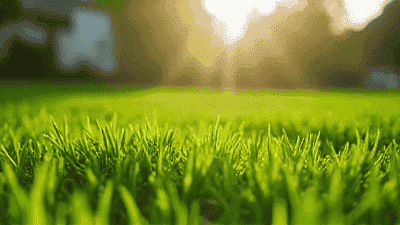 Essential Lawn Care Practices for a Healthy Yard