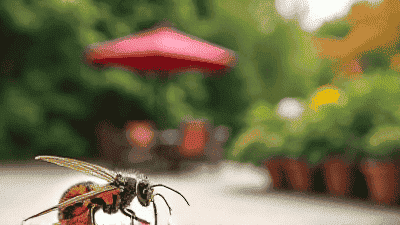 How to Keep Your Patio Pest-Free During Summer Gatherings