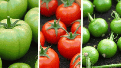 How to choose vegetable varieties that are suitable for your climate