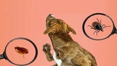 Keeping Your Pet Safe from Fleas and Ticks Year-Round