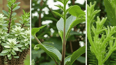 Plant selection: the best combination in the garden