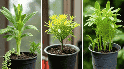 Recommended herbaceous plants suitable for indoor cultivation