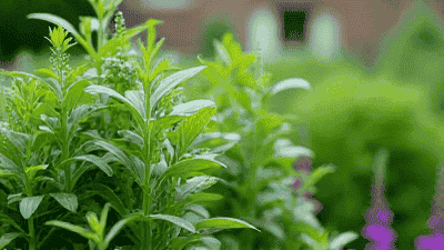 Step by Step Guide to Creating a Beautiful Herb Garden