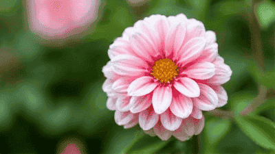 The Importance of Pruning: Keeping Your Garden Healthy and Beautiful