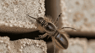 The Importance of Sealing Cracks to Prevent Pest Entry