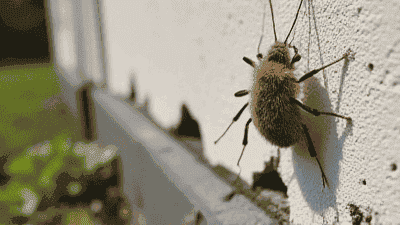 The Importance of Sealing Cracks to Prevent Pest Entry