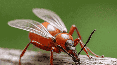 The Top 5 Pests That Can Damage Your Home and How to Prevent Them