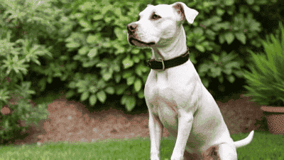 Tips for Designing a Pet-Friendly Garden