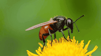 Understanding the Role of Beneficial Insects in Pest Control