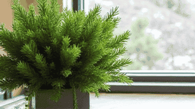 Winter Greenery: Using Evergreen Foliage in Your Decor